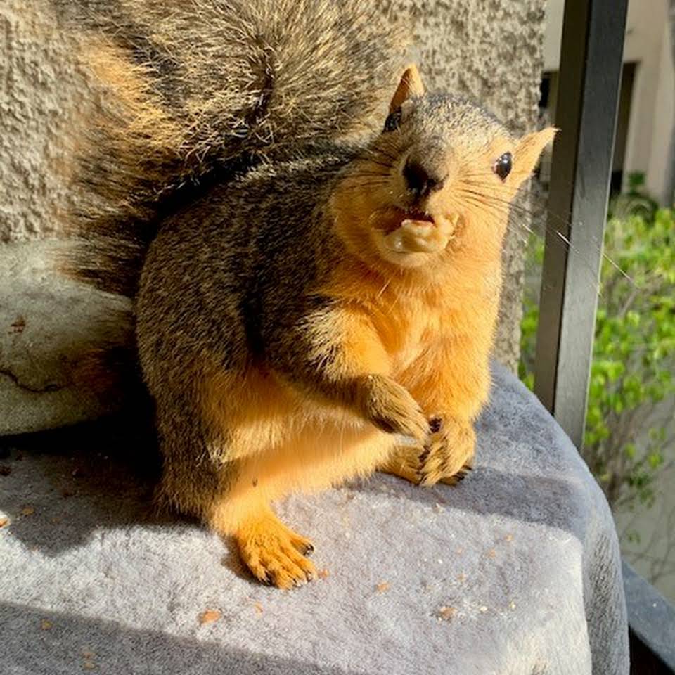 squirrel photos - Hannibal