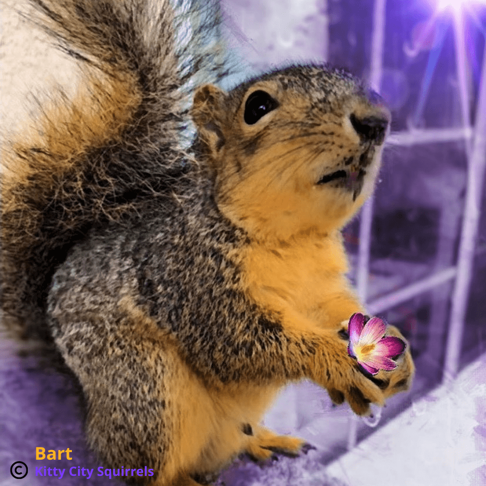 squirrel photos - Bart
