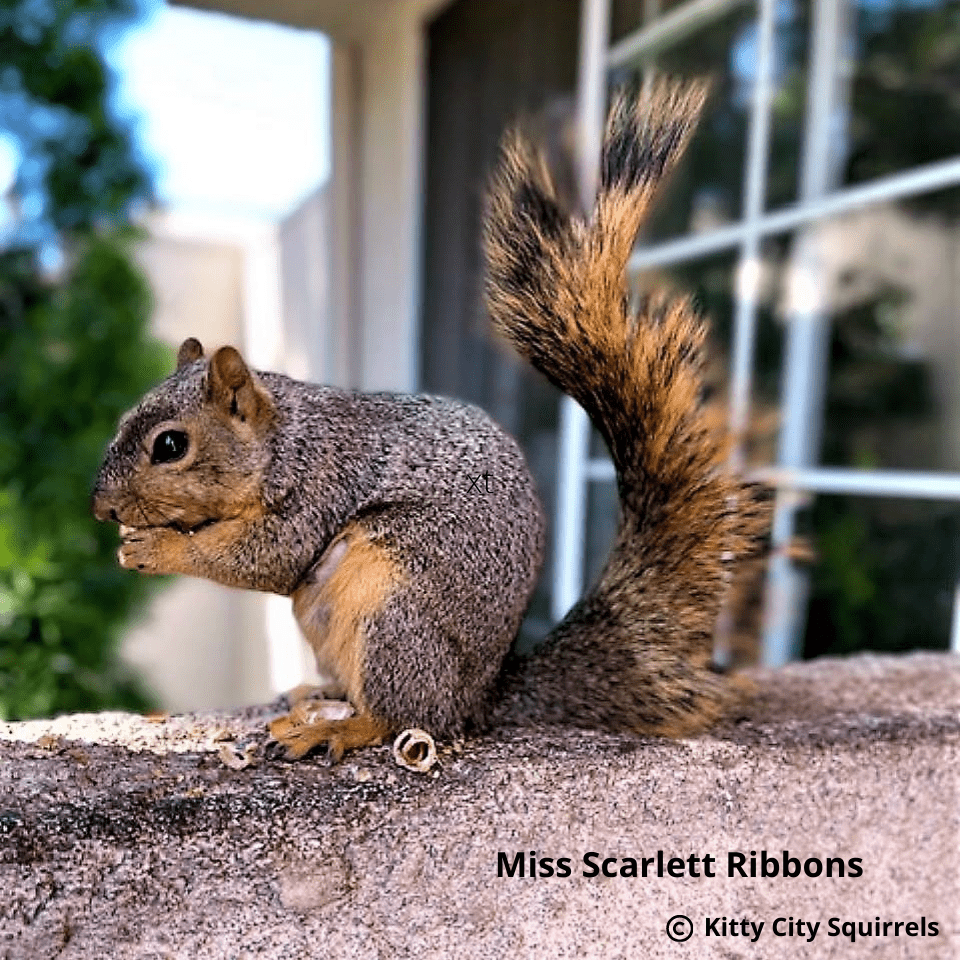 squirrel photos - Miss Scarlett Ribbons 
