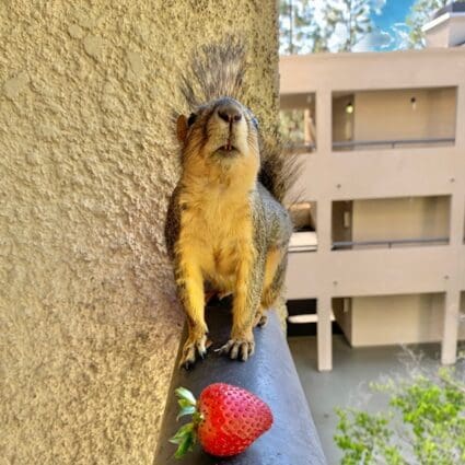 do squirrels like fruit - Miss Rio strawberry