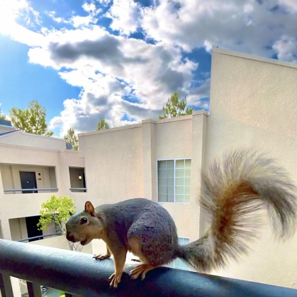 squirrel photos - Miss Scarlett Ribbons