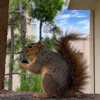 squirrel photos - Mr. Otis
