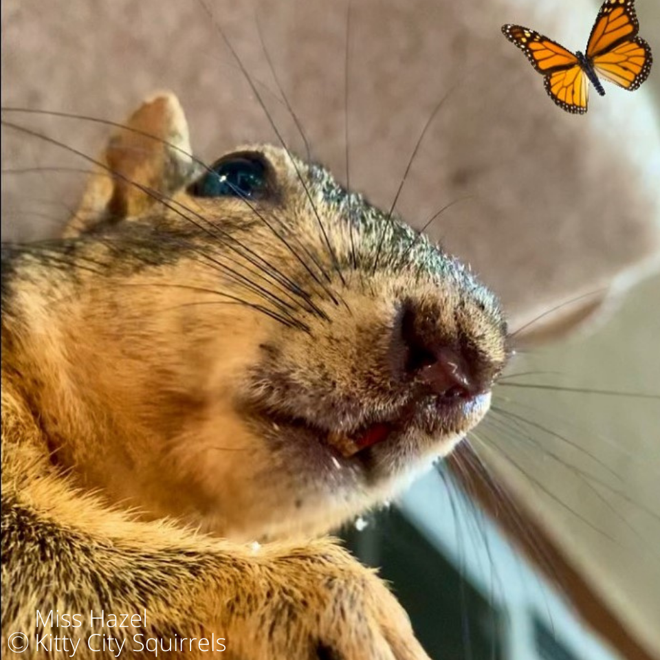 squirrel photos - Miss Hazel sees a butterfly