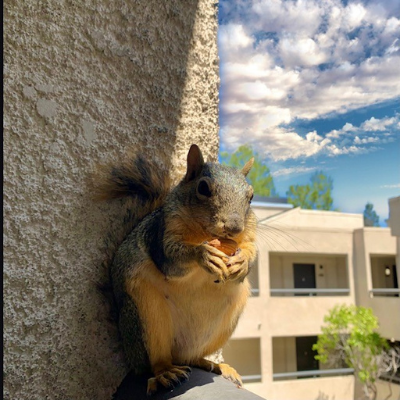 squirrel photos - Miss Rio