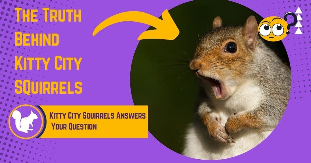 Kitty City Squirrels - the truth behind kitty city squirrels
