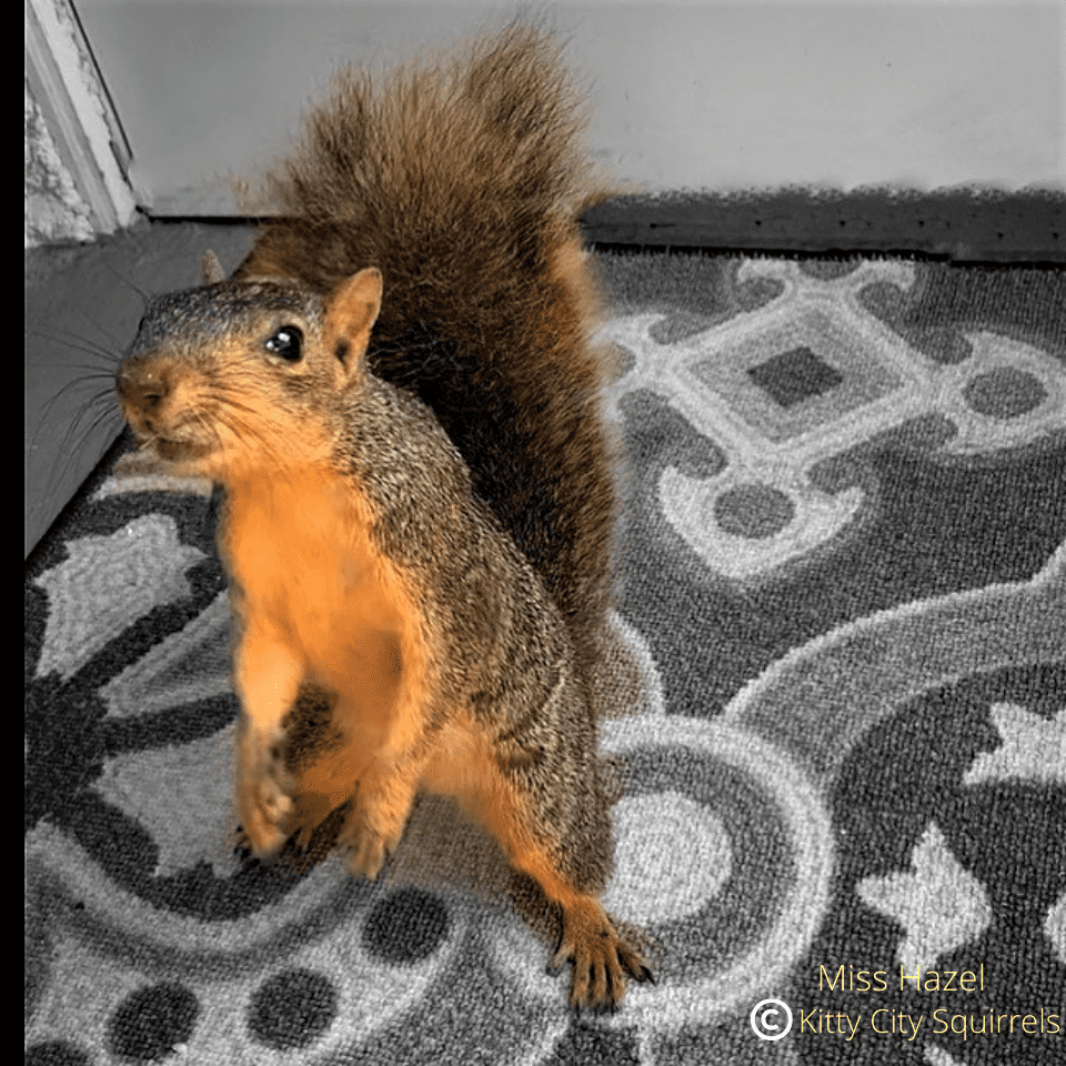 squirrel photos - Miss Hazel