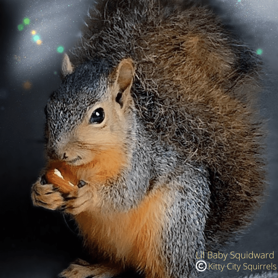 squirrel photos - Lil Baby Squidward