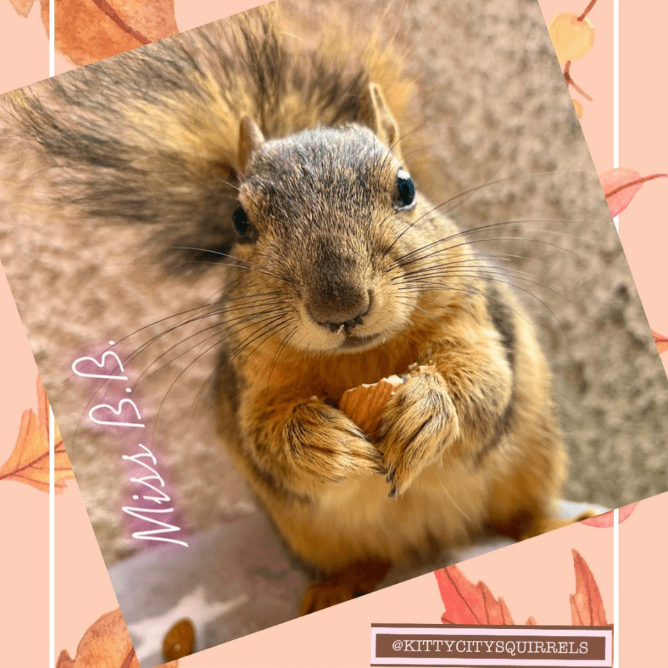 squirrel photos - Miss B.B.