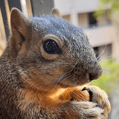 squirrel photos - Squidward squirrel
