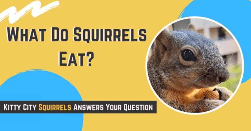 What Do Squirrels Eat