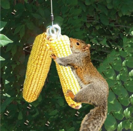 best squirrel feeder-best novelty 1