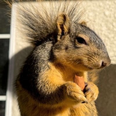 Fox squirrel eating an almond