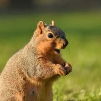 do squirrels carry rabies - female Fox squirrel