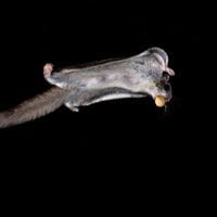 do squirrels carry rabies - flying squirrel with peanut