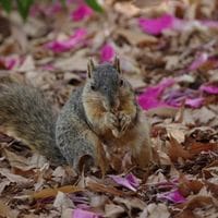 do squirrels carry rabies - fox squirrel on a bed of Autumn leaves