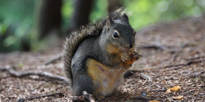 how long do squirrels live - Douglas squirrel