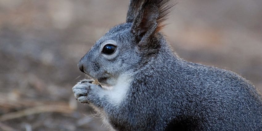 how long do squirrels live - abert's squirrel (1)
