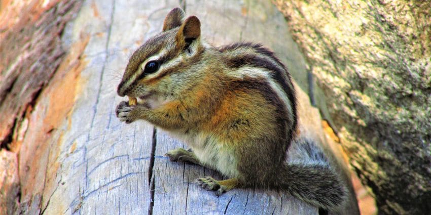 how long do squirrels live - chipmunks