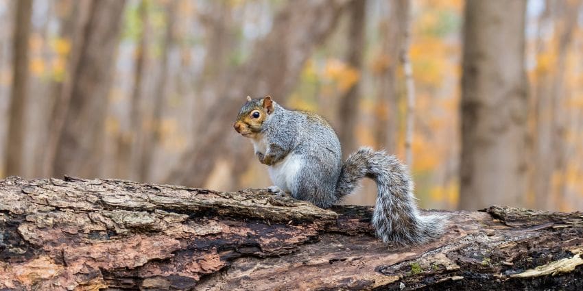 how long do squirrels live - eastern gray squirrel