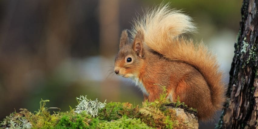 how long do squirrels live - euroasian red squirrel