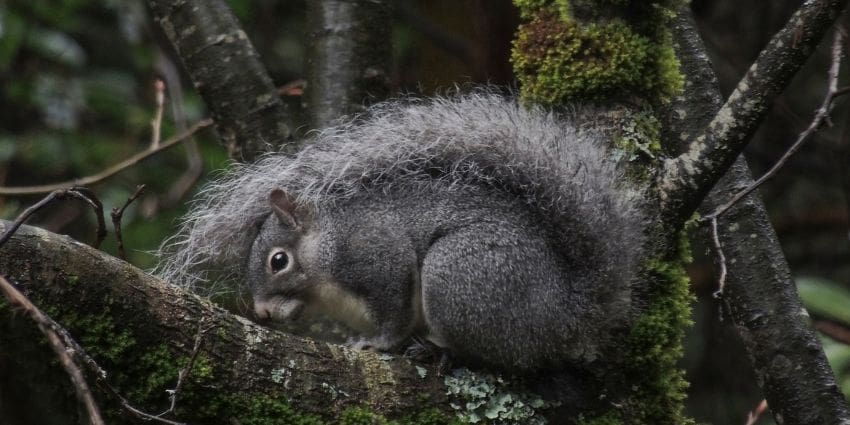 how long do squirrels live - western gray squirrel