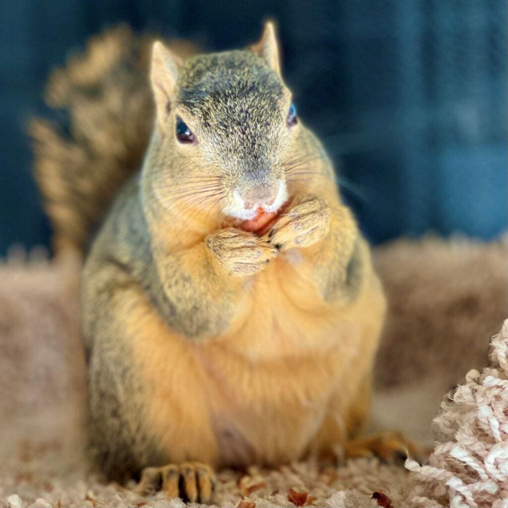 squirrel photos - Pretty Girl
