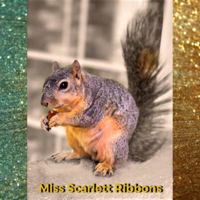 squirrel photos - Miss Scarlett Ribbons