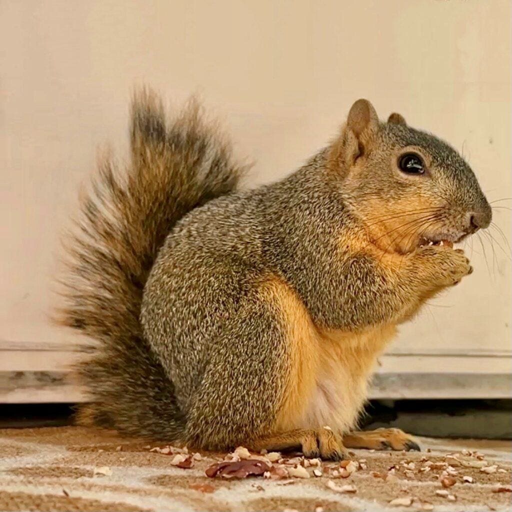 about kitty city squirrels - Pretty Girl Squirrel