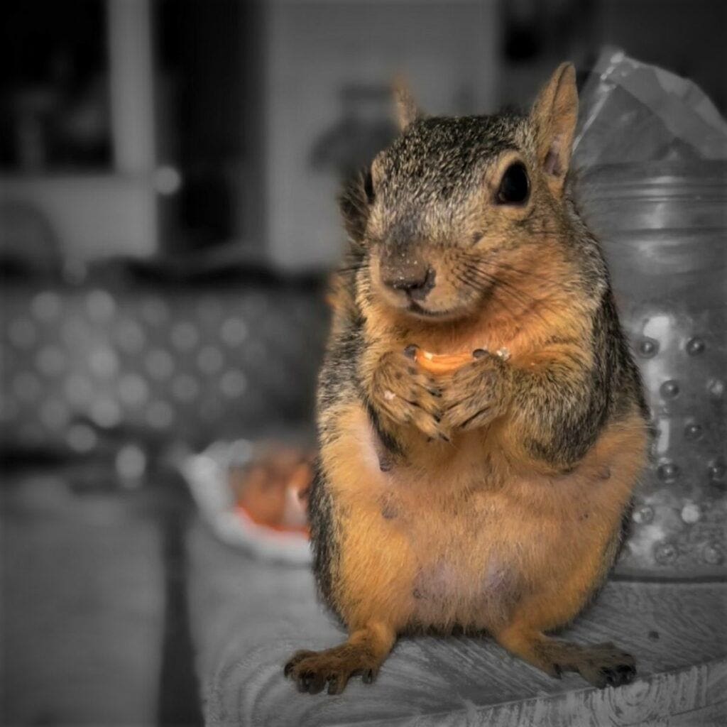 squirrel photos - Miss Rio