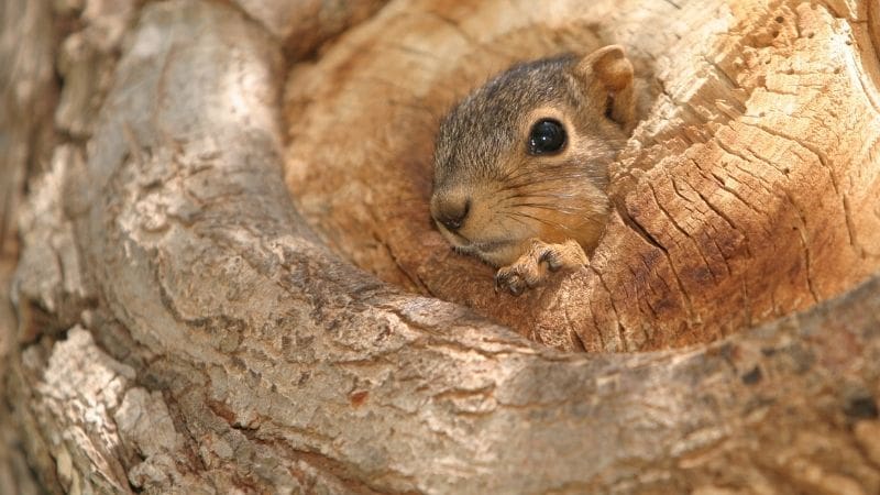do squirrels hibernate - baby fox squirrel in den