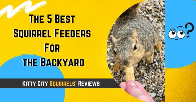 The 5 Best Squirrel Feeders for the Backyard in a Nutshell