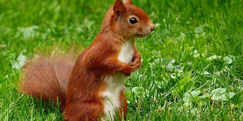 why are squirrels so jumpy - red squirrel