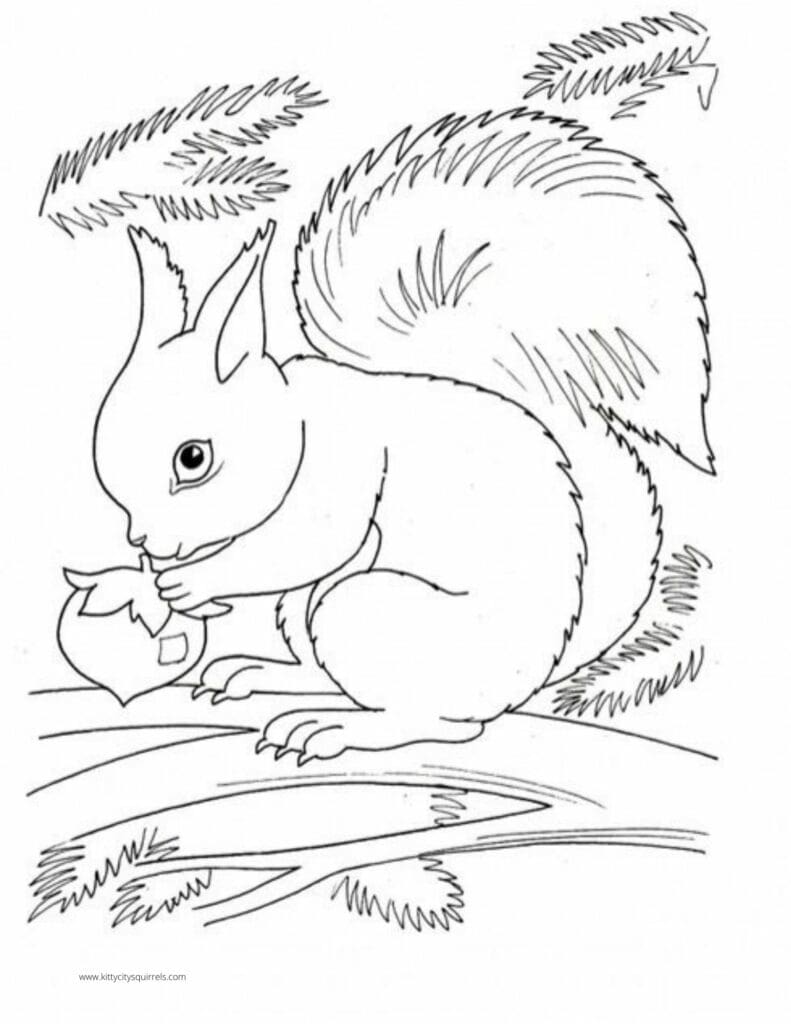 Squirrel Coloring Pages - squirrel acorn on branch