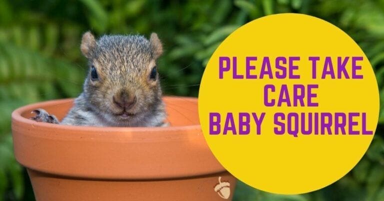 Take Care, Baby Squirrel: My Very First Glimpse