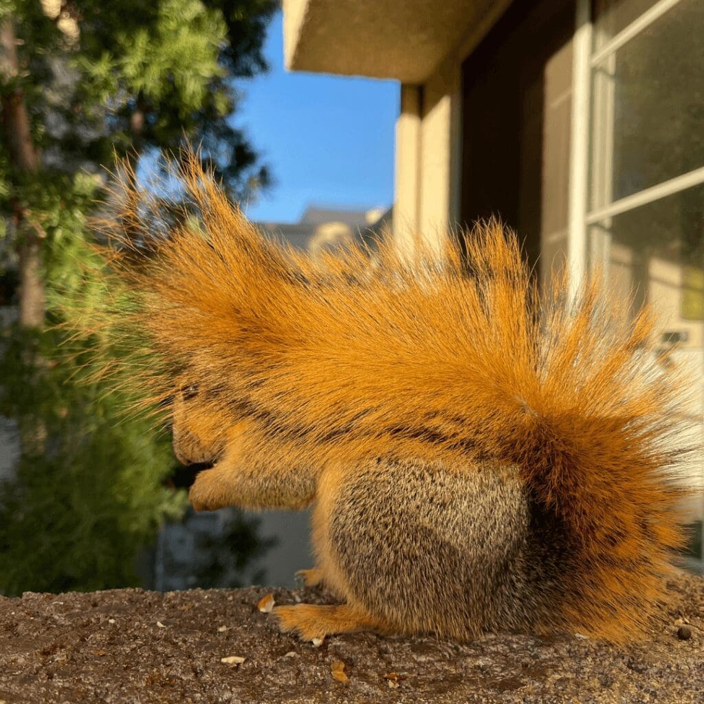 Interesting Facts About Squirrels - squirrel with tail over head