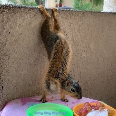 squirrel photos - Miss Busy Lizzie