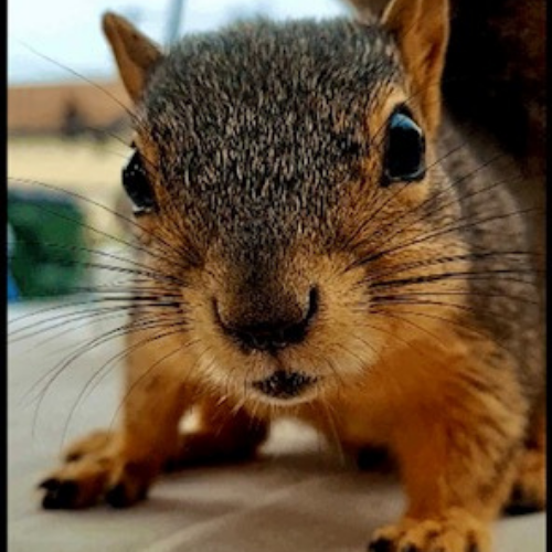 cute squirrel photos - Mr. Mugsy the squirrel
