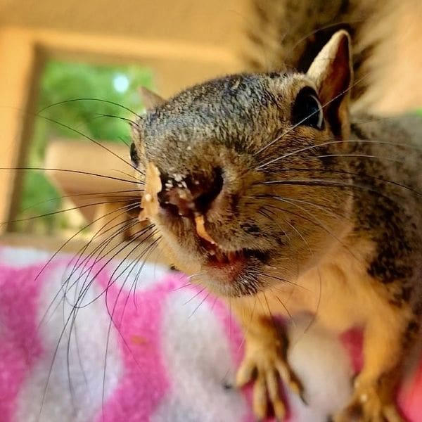 take care baby squirrel - Miss Hazel mom to baby squirrel
