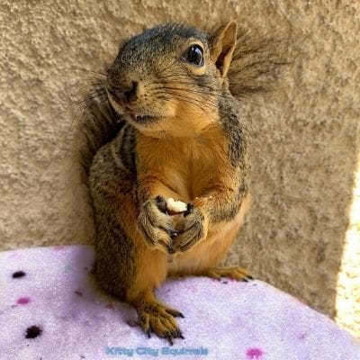 squirrel photos - Miss Hazel