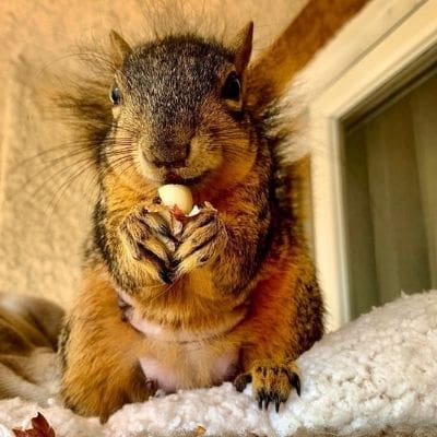 Miss Hazel pregnant squirrel eating a nut
