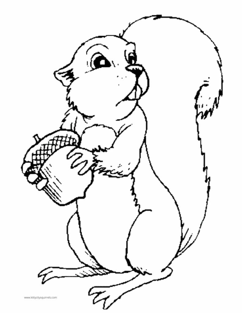 Squirrel Coloring Pages - surprised squirrel