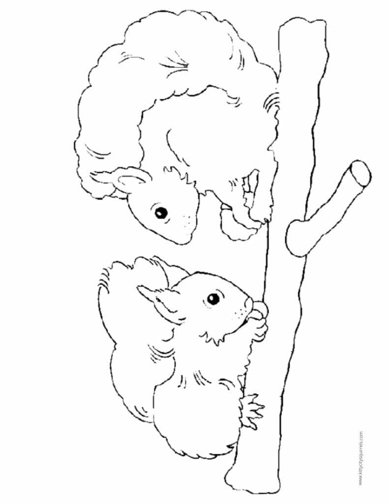 Squirrel Coloring Pages - two squirrels with acorn on a limb 