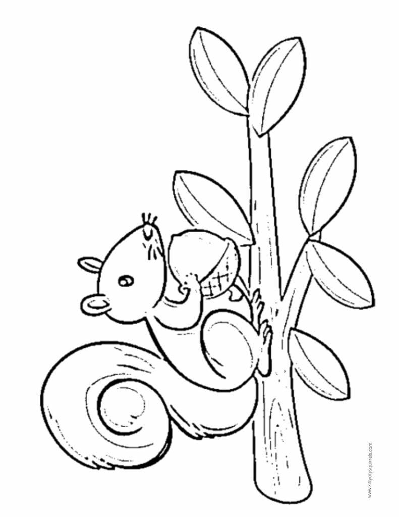 Squirrel Coloring Pages - squirrel acorn on a limb