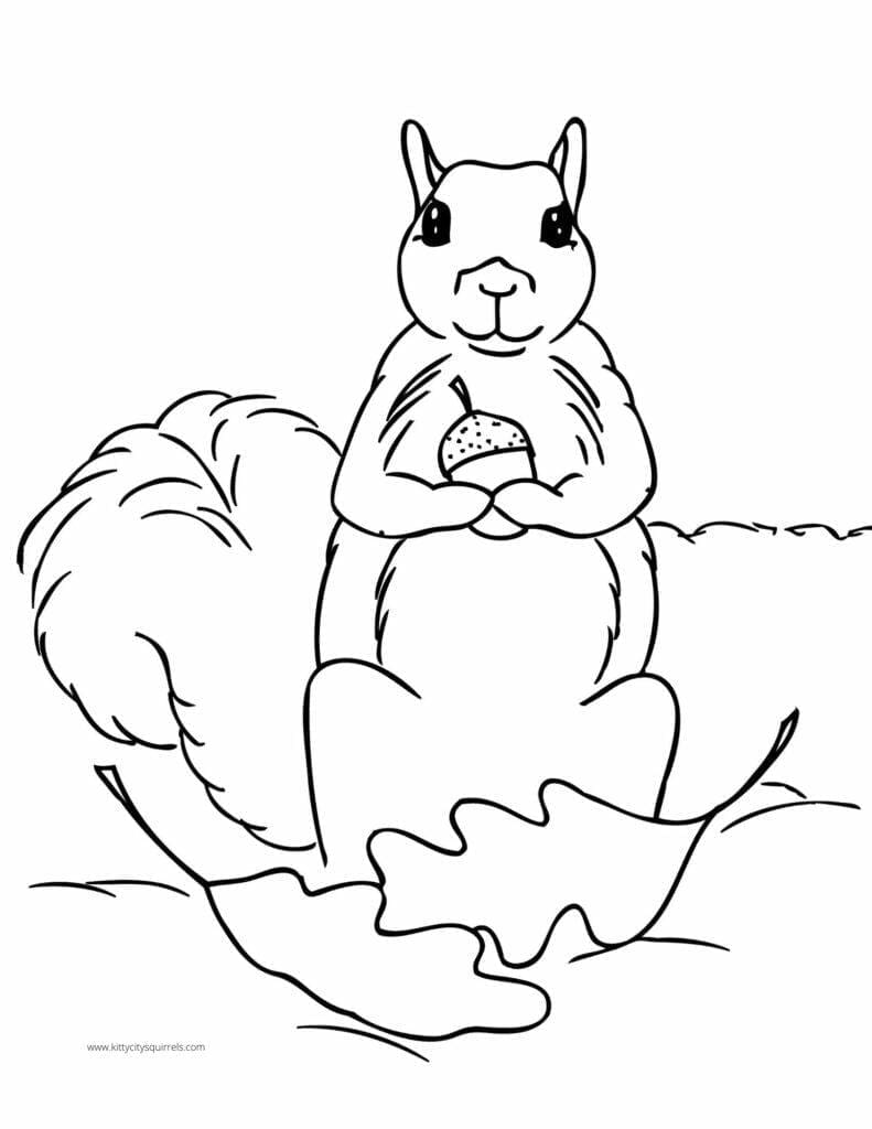 Squirrel Coloring Pages - squirrel holding acorn