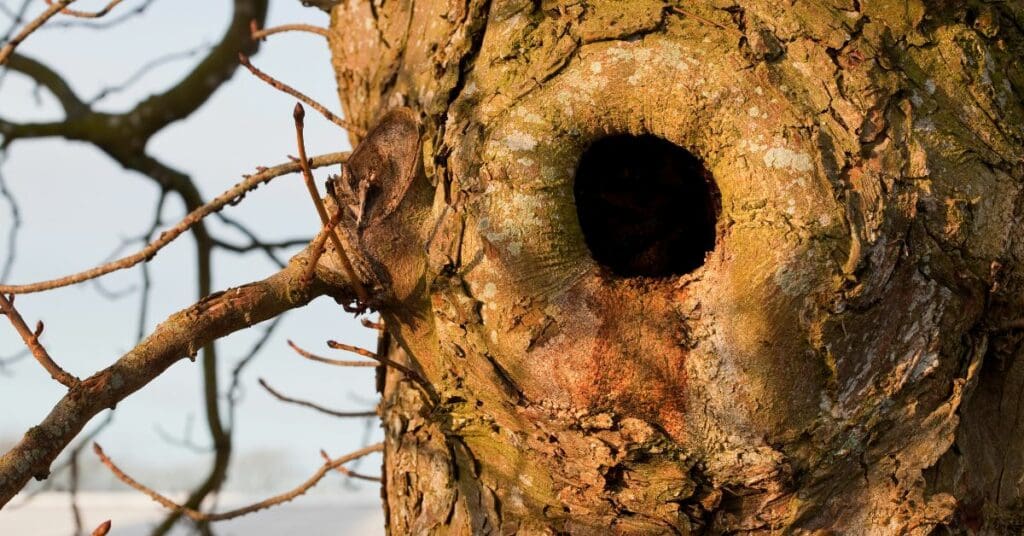 squirrel den - tree cavity