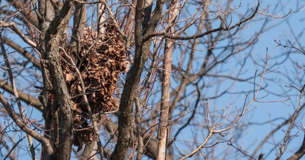 squirrel nests 