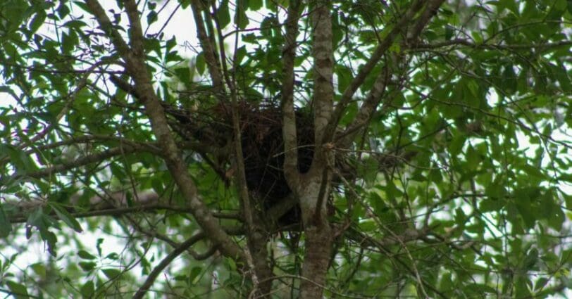 squirrel nests - nest high in the tree fork