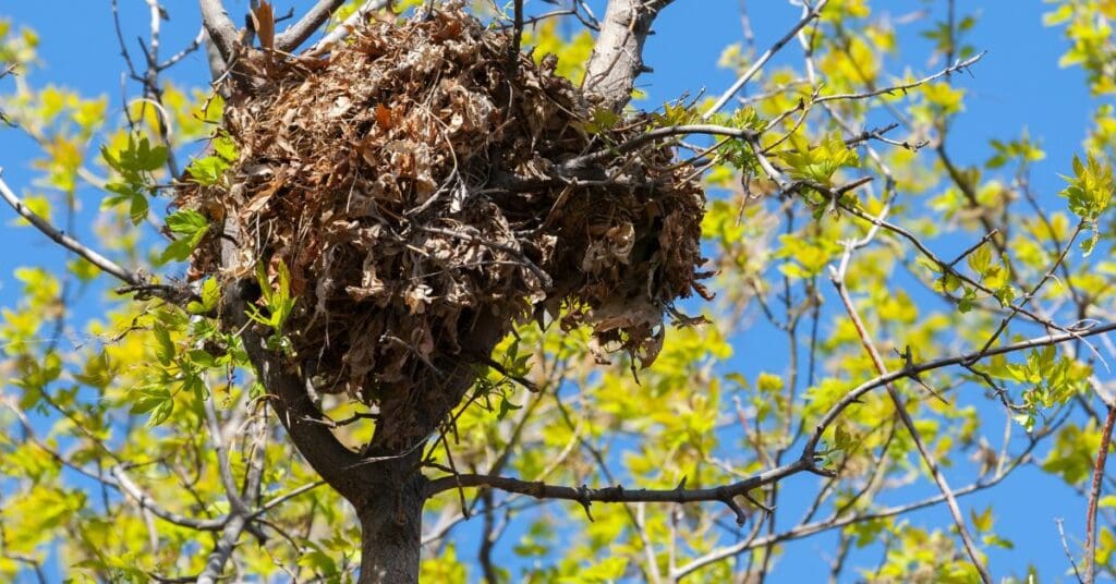 squirrel nests - nest high in the tree forks