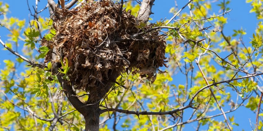 squirrel nests - photo of drey in tree