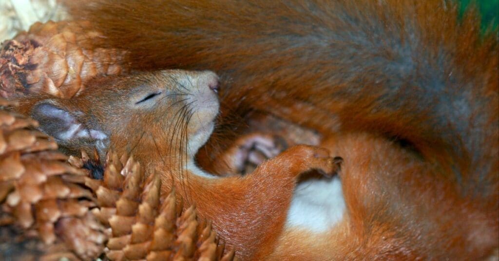 squirrel-nests-red-squirrel-sleeping
